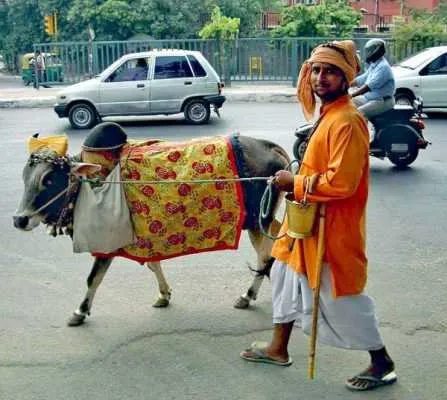 Священная корова на улицах Дели