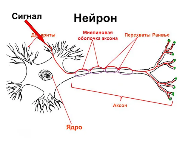 Строение аксона нейрона