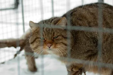 Амурский лесной кот в клетке