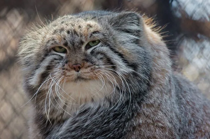Дальневосточный амурский лесной кот в природе