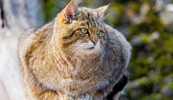 Фото: Амурский лесной кот