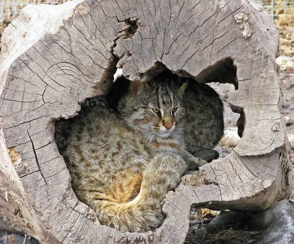 Амурский лесной кот спрятался в дупле дерева
