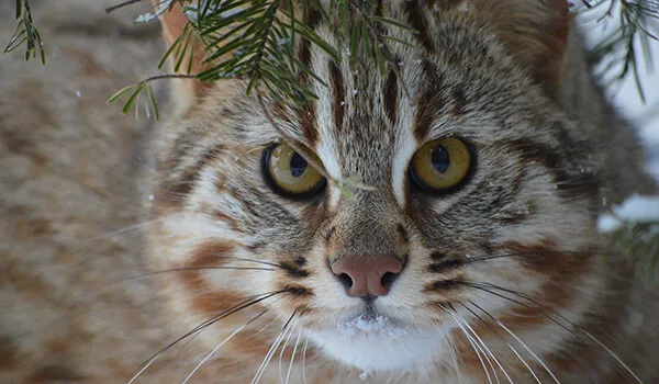 Фото: Амурский лесной кот в России