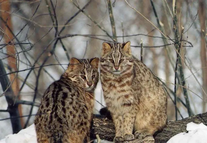 Два лесных кота