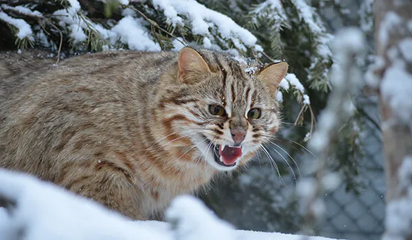 Фото: Как выглядит амурский лесной кот