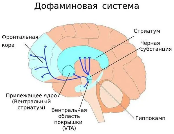 Пути движения дофамина в головном мозге