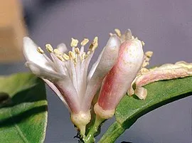 Citrus reticulata flower.jpg