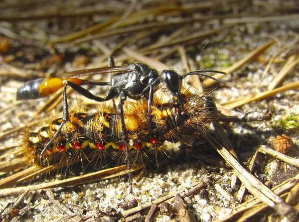 Осы-наездники откладывают яйца в тела гусениц. Фото с сайта nat-geo.ru