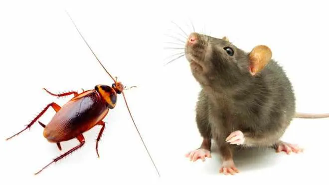 Мышь и таракан