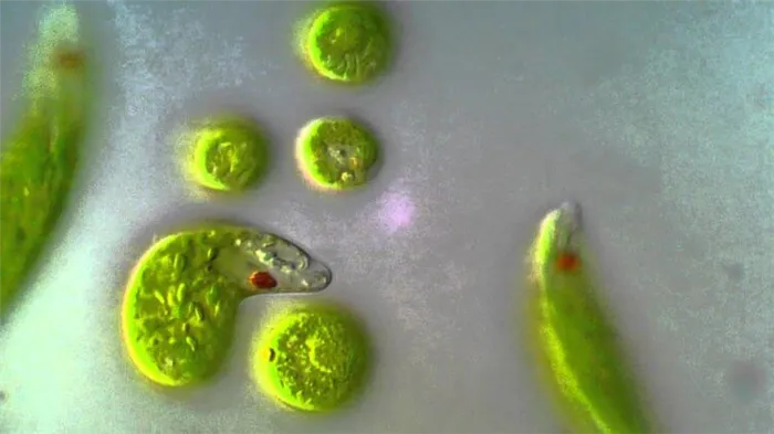 Что такое эвглена зеленая. Эвглена зеленая под микроскопом. Фото.