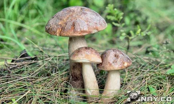 Семейство обабков (грибов)