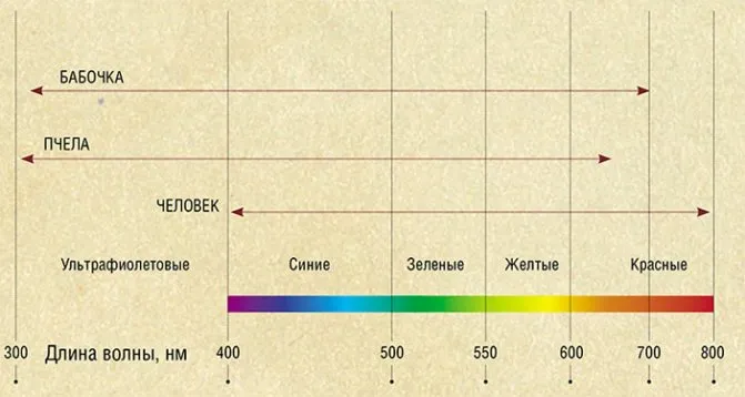 Cпектры чувствительности фоторецепторов разных организмов («Наука из первых рук» №2(50), 2013)