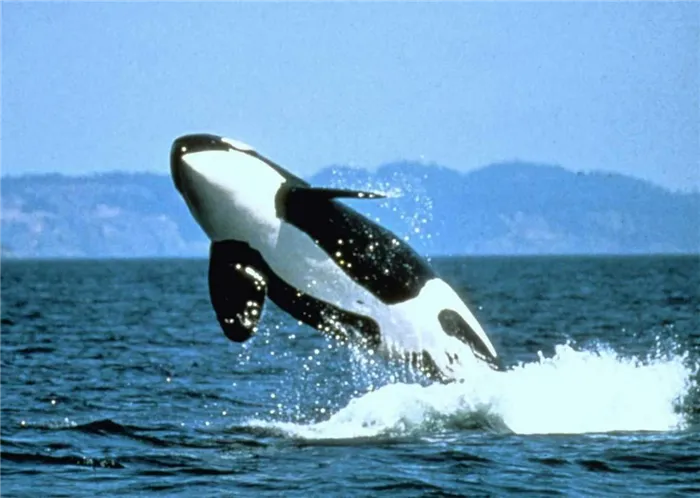 У большинства зубастых китов довольно большое количество зубов, например некоторых дельфинов их около ста.