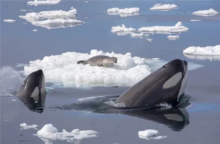 Косатки охотятся на тюленя, отдыхающего на льдине