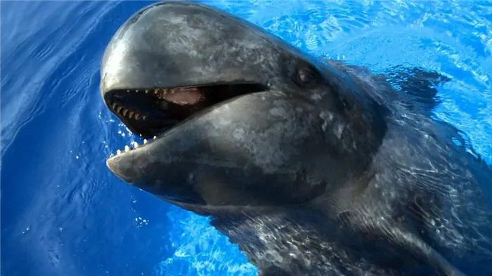 Кашалот - один из самых крупных представителей зубатых китов. 