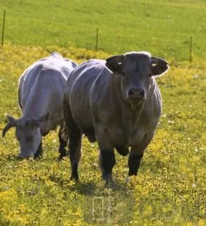 Синяя корова — уникальная порода скота