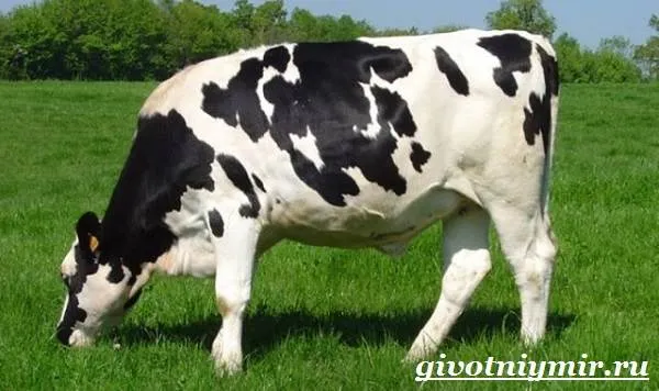 Корова-животное-Особенности-и-уход-за-коровой-6