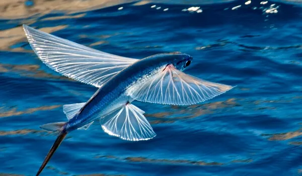 Летучая рыба описание