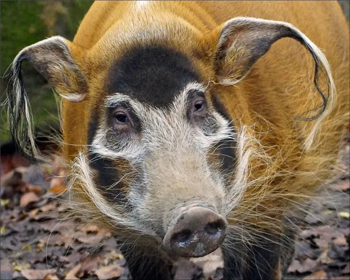 Кистеухая свинья, Либерия