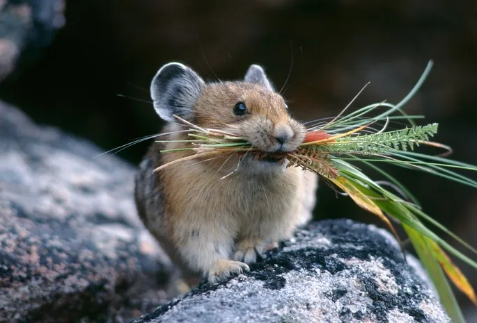 Еда мыши в природных условиях