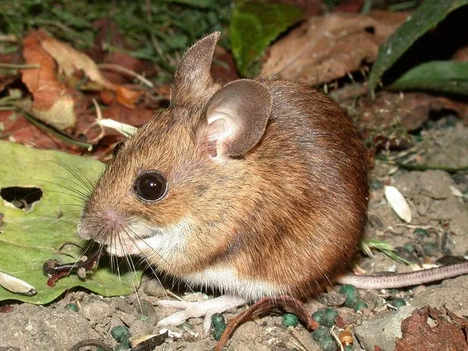 Мышь - это дикое или домашнее животное?