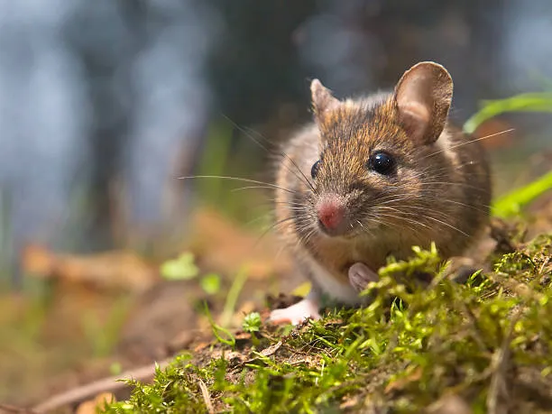 Повидение мыши в естественной среде
