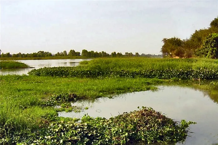 Растительность реки Нигер