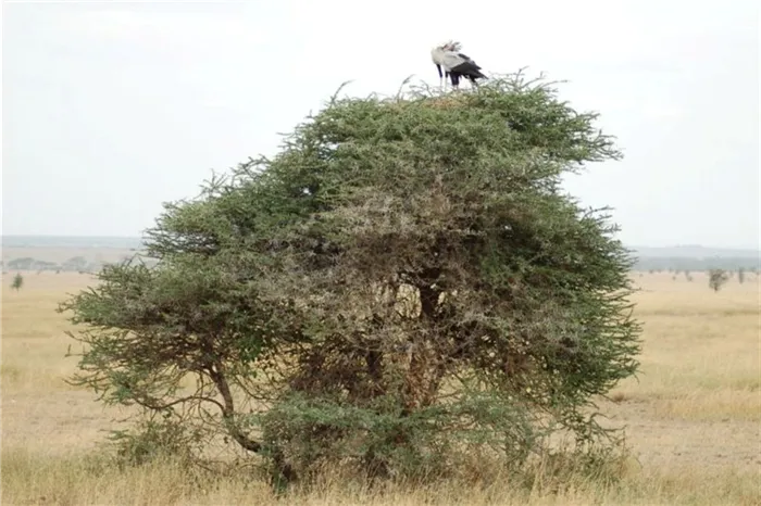 Гнезда птицы-секретари вьют на верхушках деревьев.
