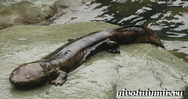 Саламандра-животное-Образ-жизни-и-среда-обитания-саламандры-4