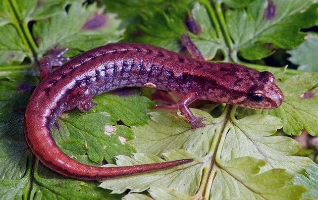 Сегодня саламандра насчитывает не более семи видов