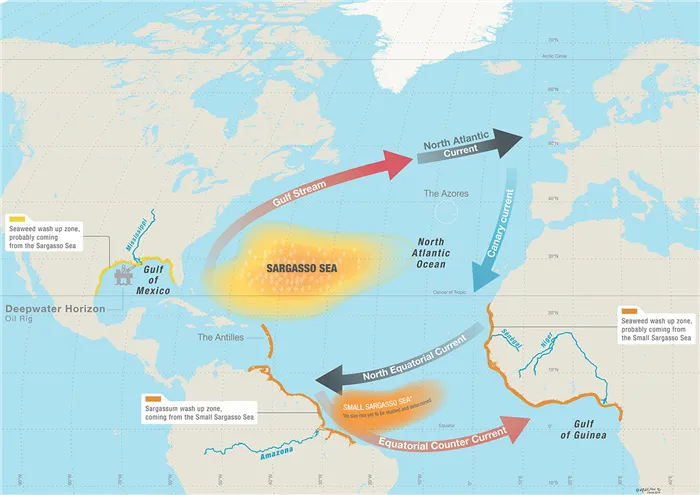 Саргассово море