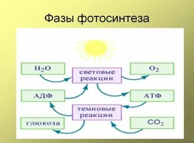 фазы фотосинтеза