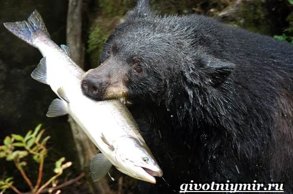 Барибал-медведь-Образ-жизни-и-среда-обитания-медведя-барибала-6
