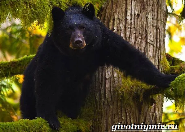 Барибал-медведь-Образ-жизни-и-среда-обитания-медведя-барибала-4