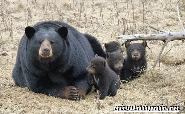 Барибал-медведь-Образ-жизни-и-среда-обитания-медведя-барибала-7