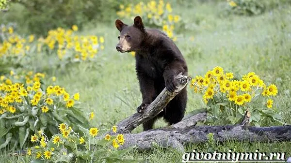 Барибал-медведь-Образ-жизни-и-среда-обитания-медведя-барибала-3