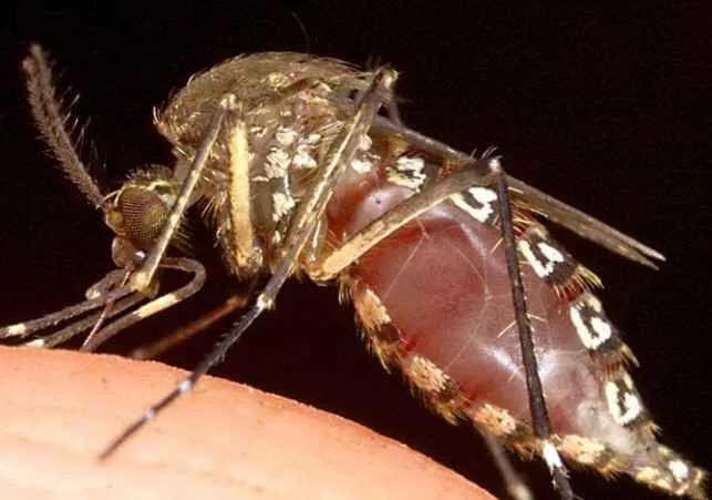 maliariinii-moskit.jpg