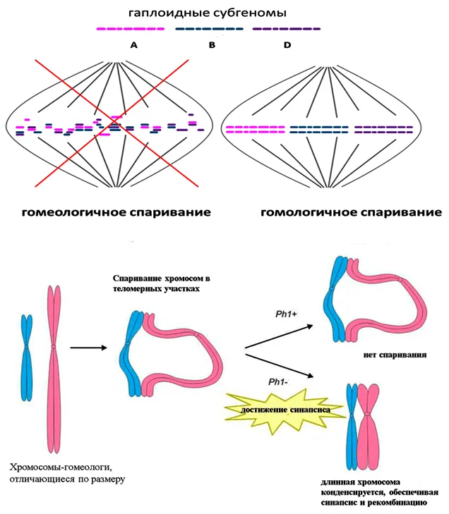 Модель влияния локуса Ph1 на синапсис гомеологичных хромосом и рекомбинацию