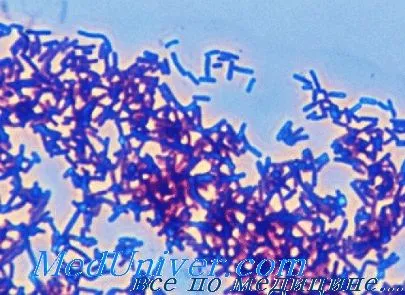 Возбудитель сальмонеллеза - Salmonella enterica