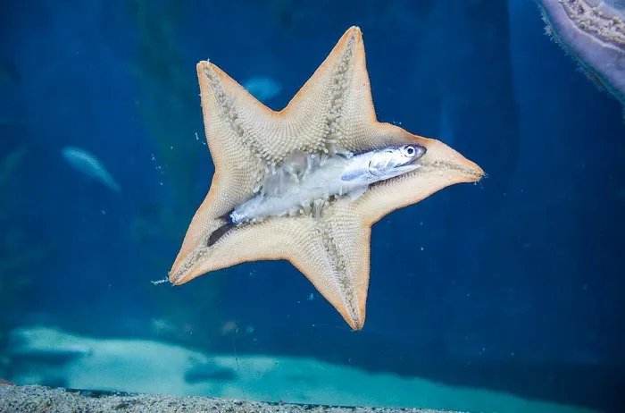 26 morskaja zvezda est anchousa