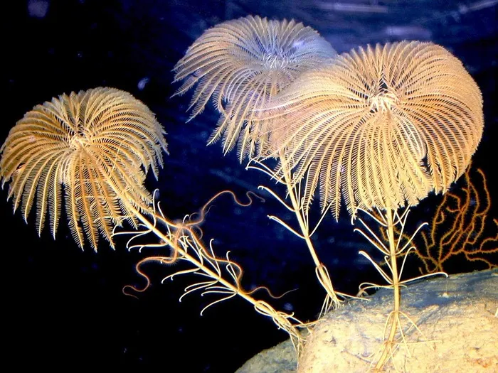 30 stebelchataja morskaja lilija