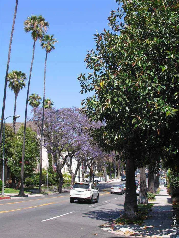 улица с пальмами в лос анджелесе