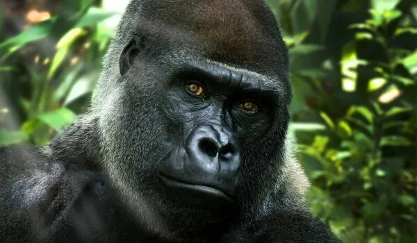 Фото: Примат горилла