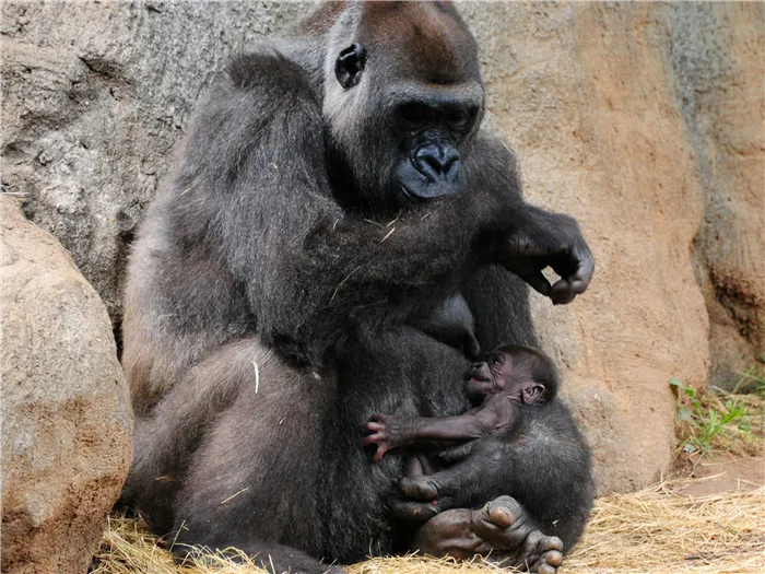 дети гориллы