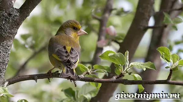 Зеленушка-птица-Образ-жизни-и-среда-обитания-птицы-зеленушки-8
