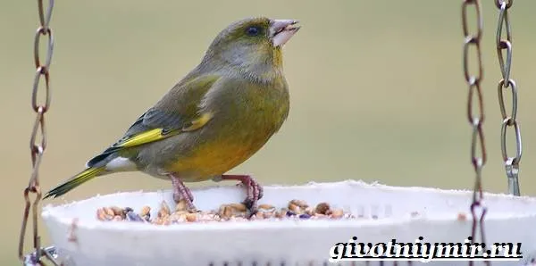 Зеленушка-птица-Образ-жизни-и-среда-обитания-птицы-зеленушки-9