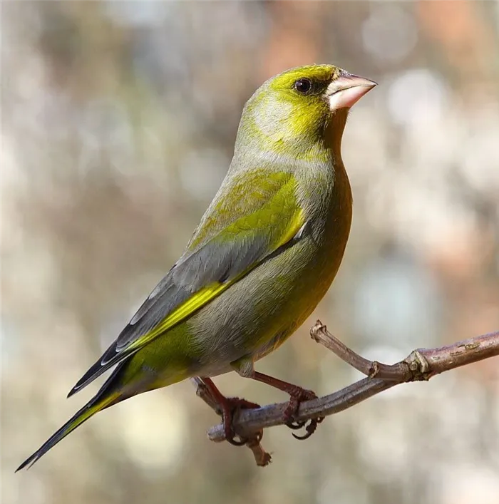 Название птичка получила, благодаря цвету оперения. 