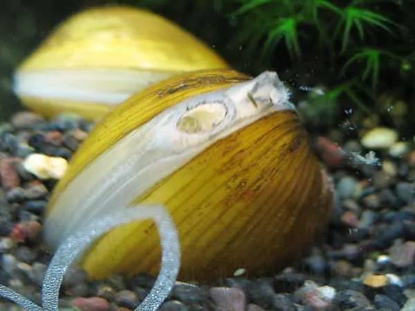Шаровка яванская (C. javanicus) сопло моллюска