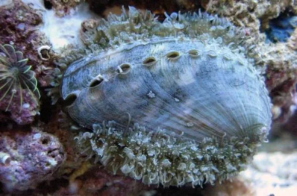 Брюхоногие-моллюски-Описание-особенности-виды-и-значение-брюхоногих-моллюсков-7