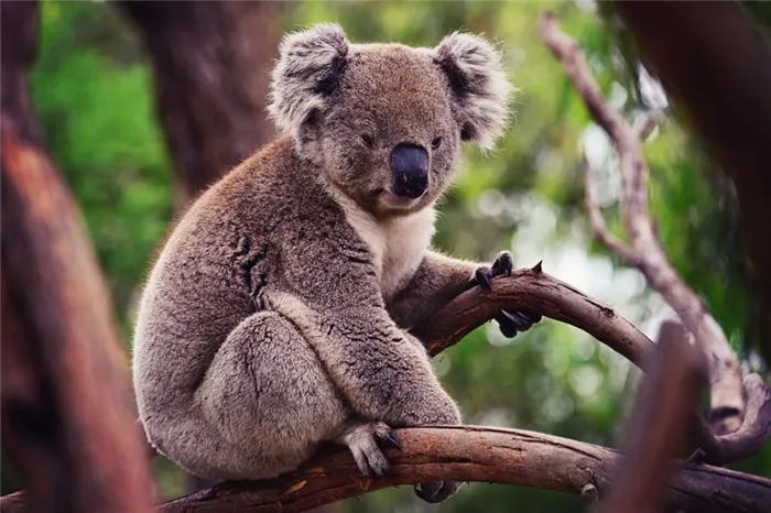 коала сидит на ветке
